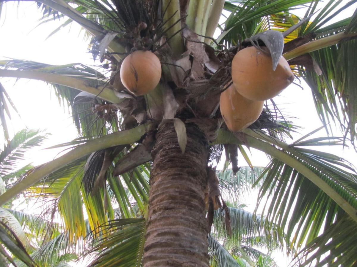 Seawin Beach Resort Varkala Kültér fotó
